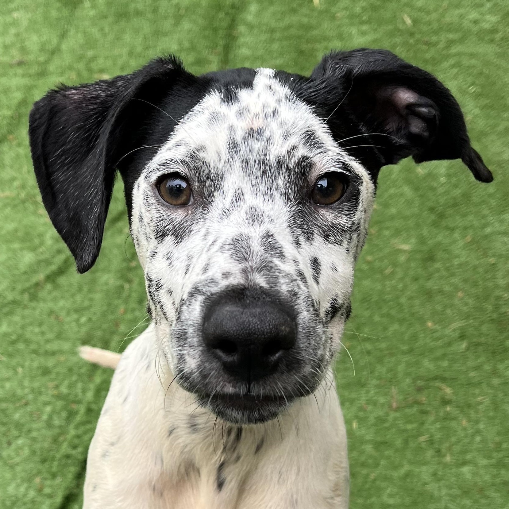 Dutton, ADOPTABLE, Puppy Male German Shorthaired Pointer & Pointer.