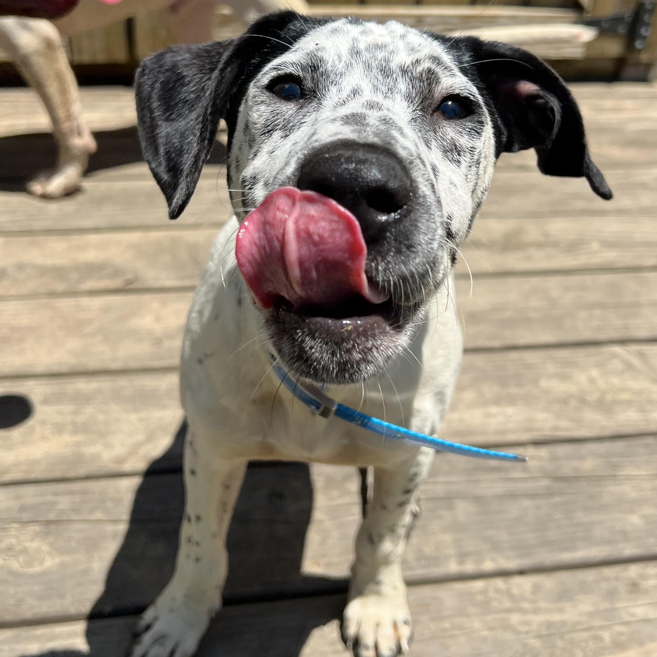 Dutton, a ADOPTABLE mixed breed in Cedar Mountain, NC image 3/6