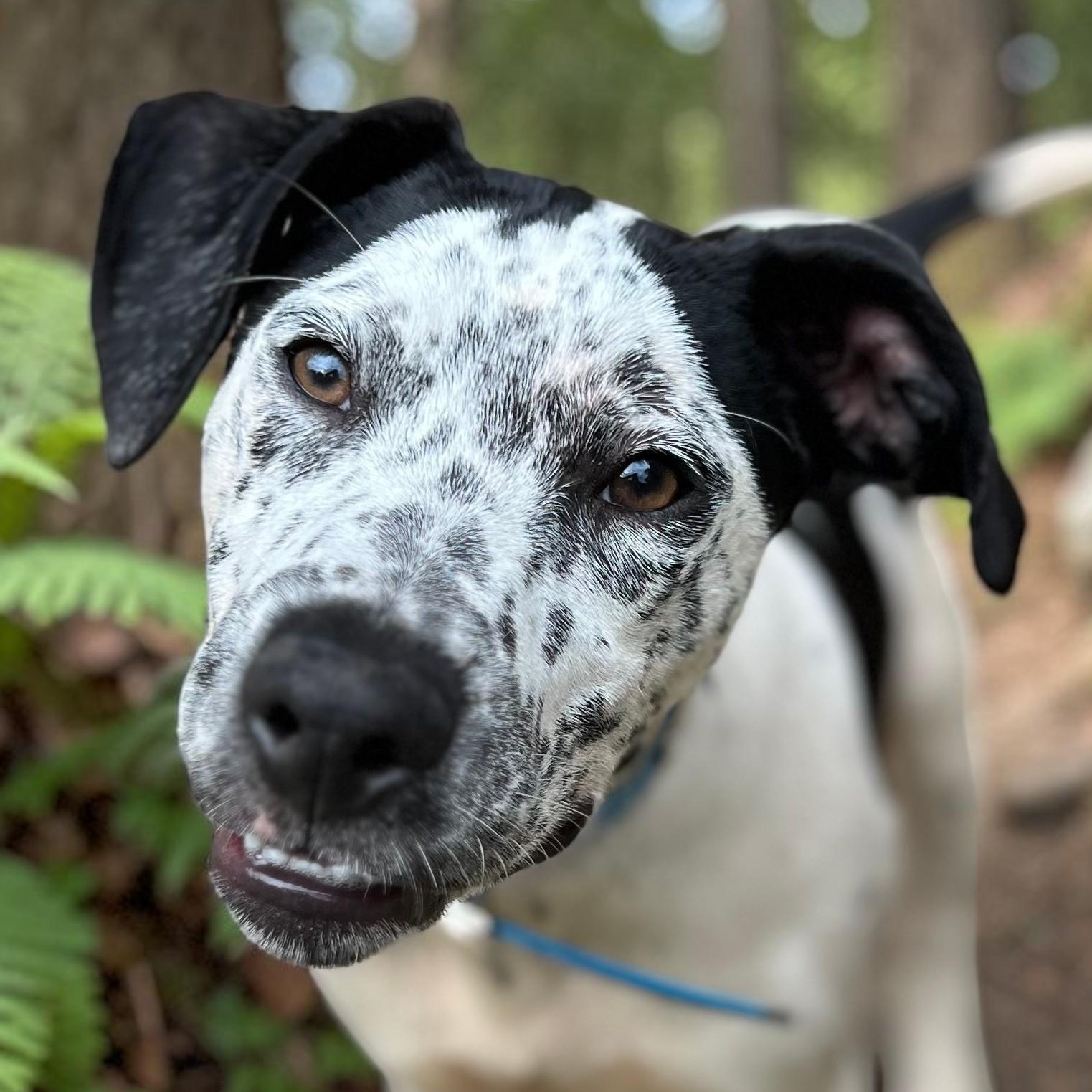 Lovable Louie, a ADOPTABLE mixed breed in Cedar Mountain, NC image 6/6