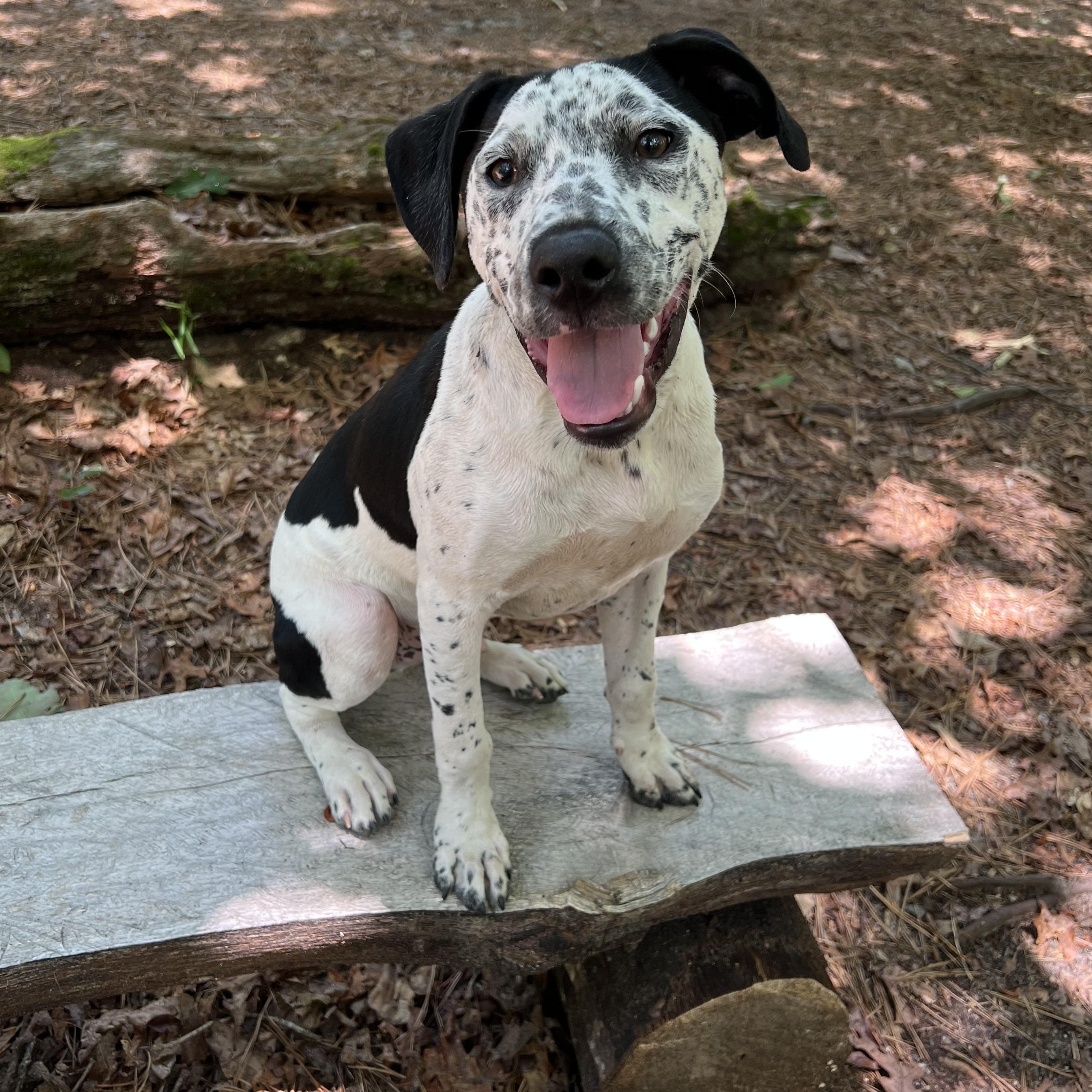 Lovable Louie, a ADOPTABLE mixed breed in Cedar Mountain, NC image 4/6