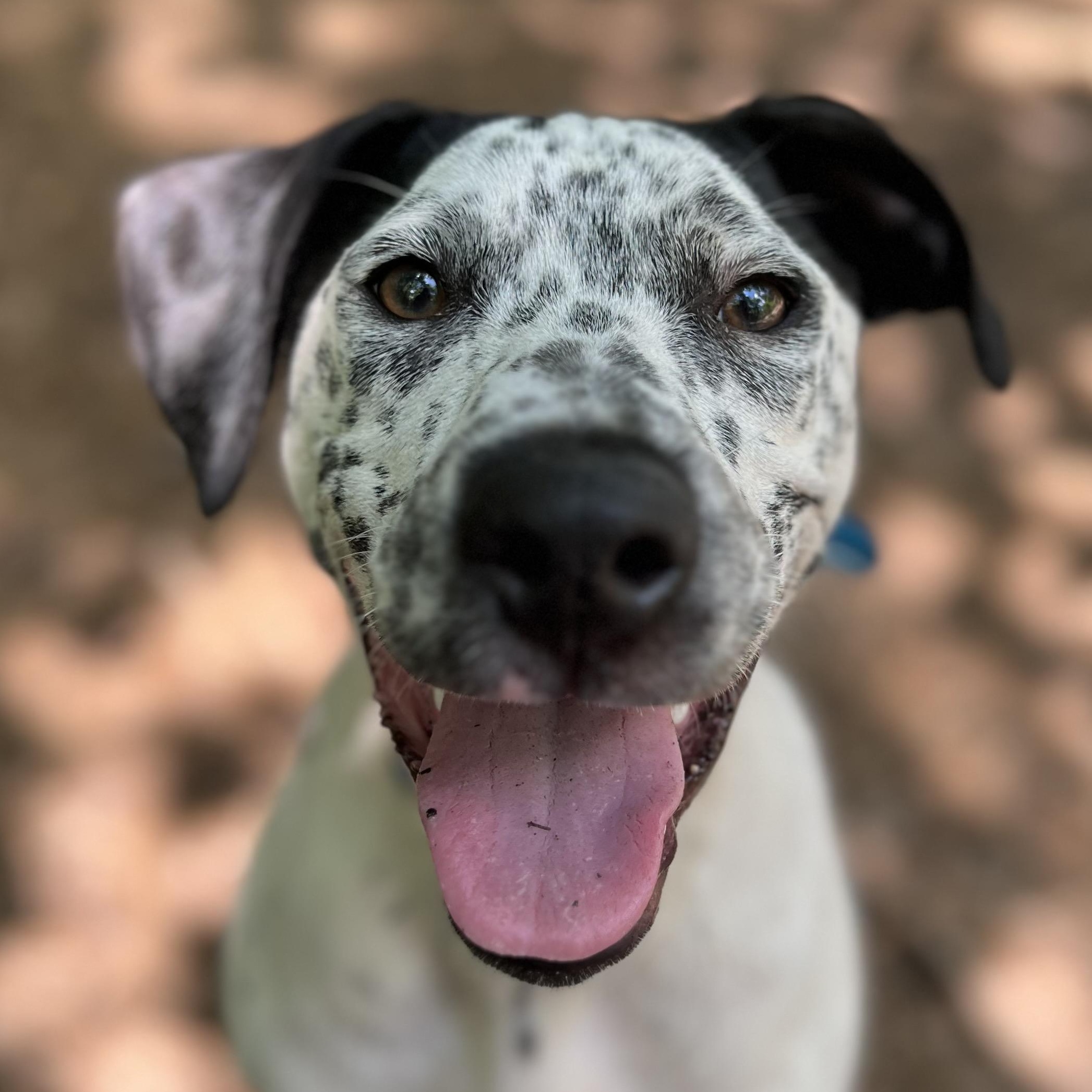Lovable Louie, a ADOPTABLE mixed breed in Cedar Mountain, NC image 1/6