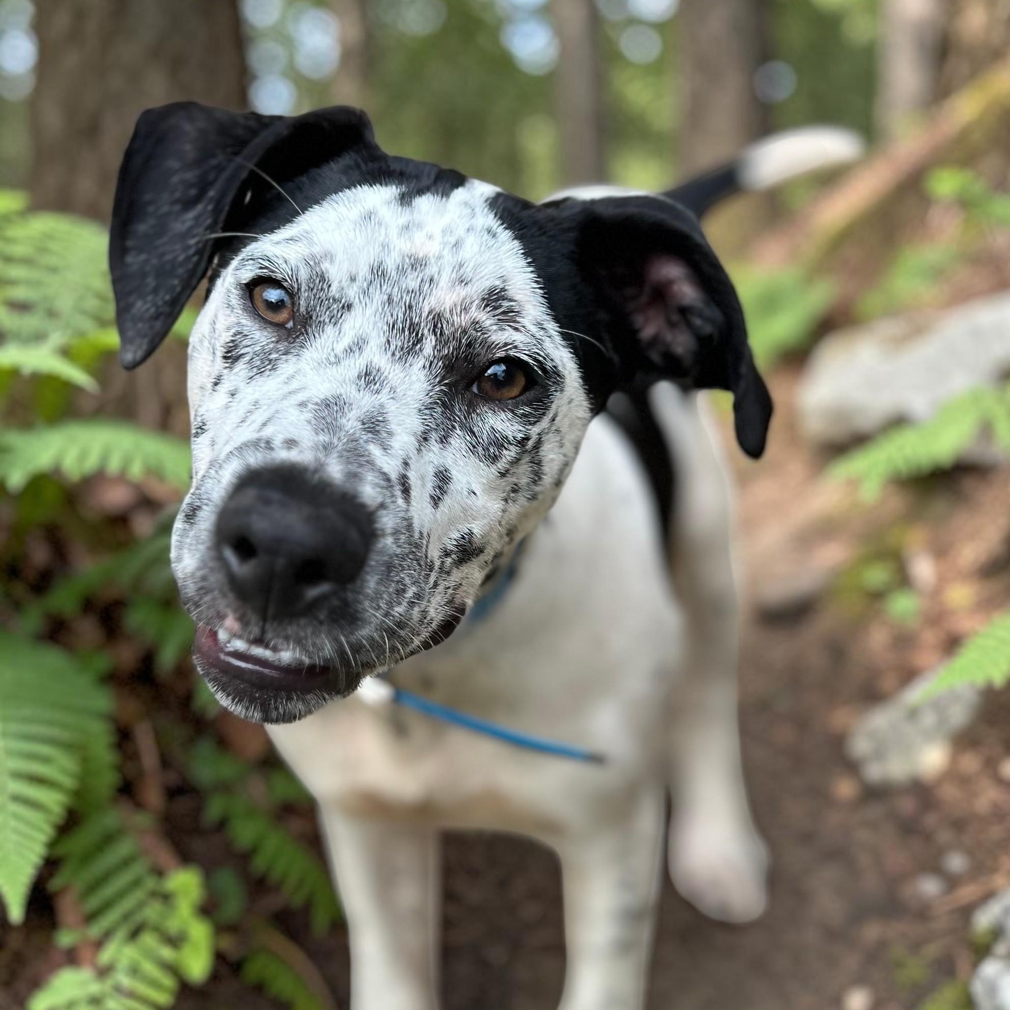 Lovable Louie, ADOPTABLE, Young Male Pointer & German Shorthaired Pointer.