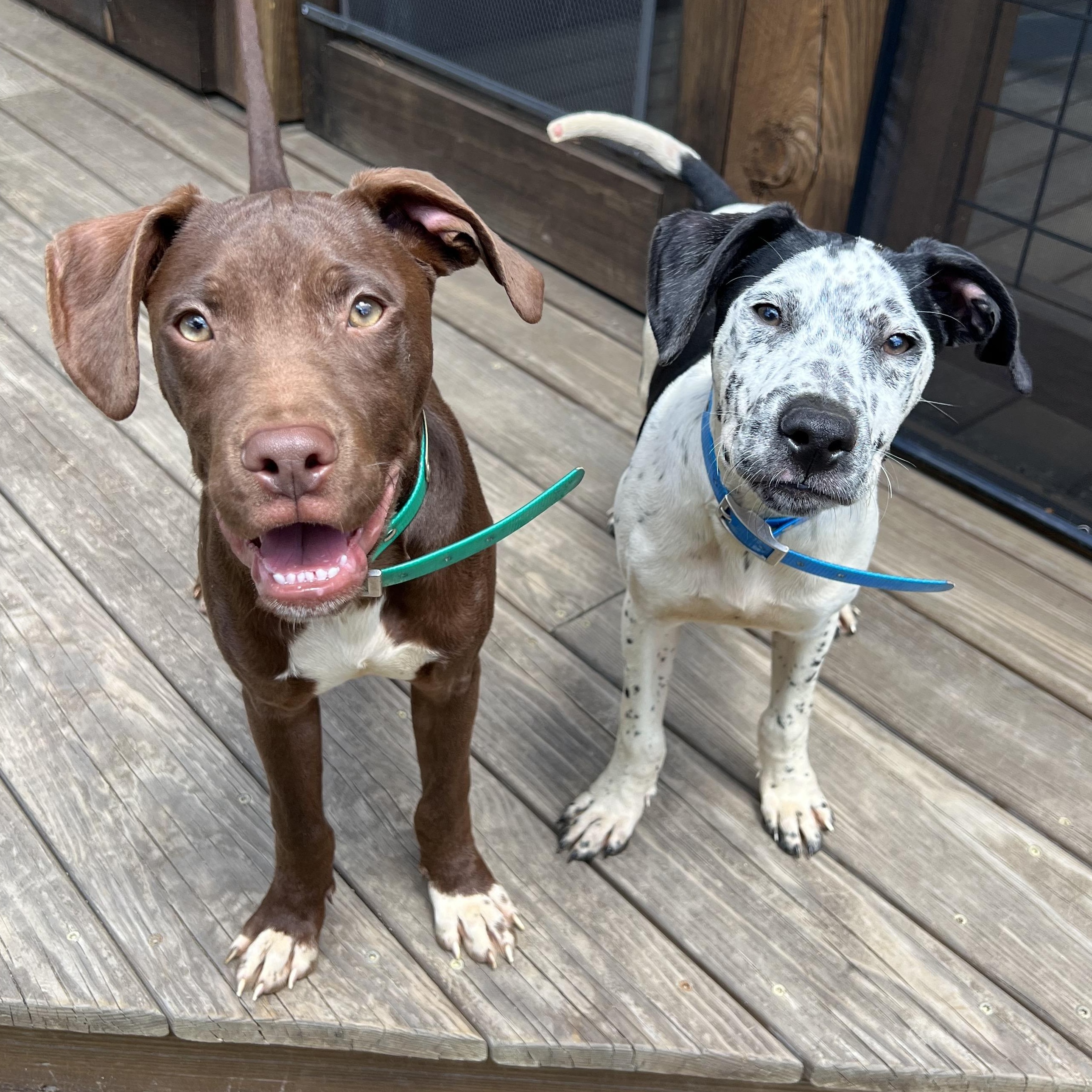 Dutton, a ADOPTABLE mixed breed in Cedar Mountain, NC image 4/6