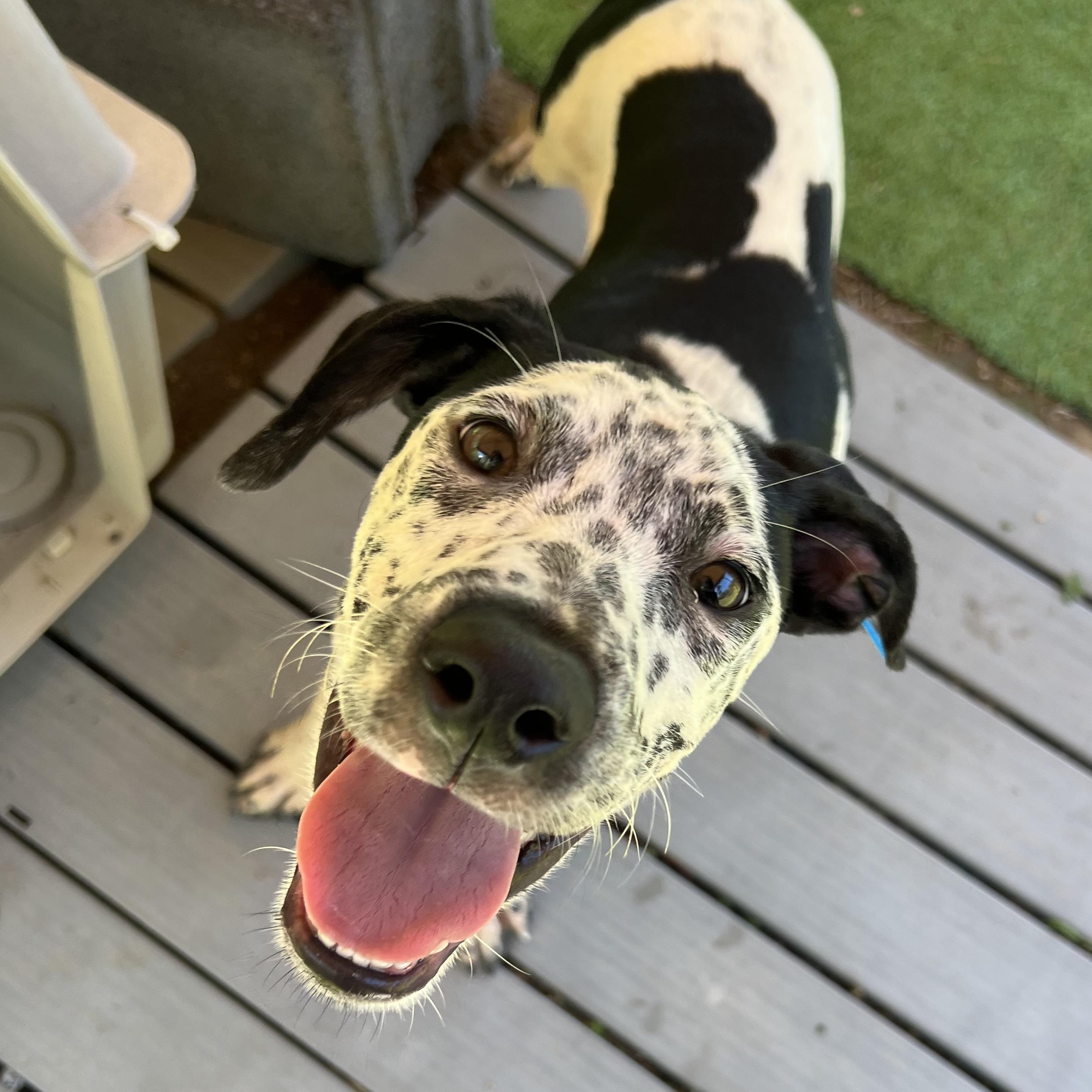 Dutton, a ADOPTABLE mixed breed in Cedar Mountain, NC image 2/6