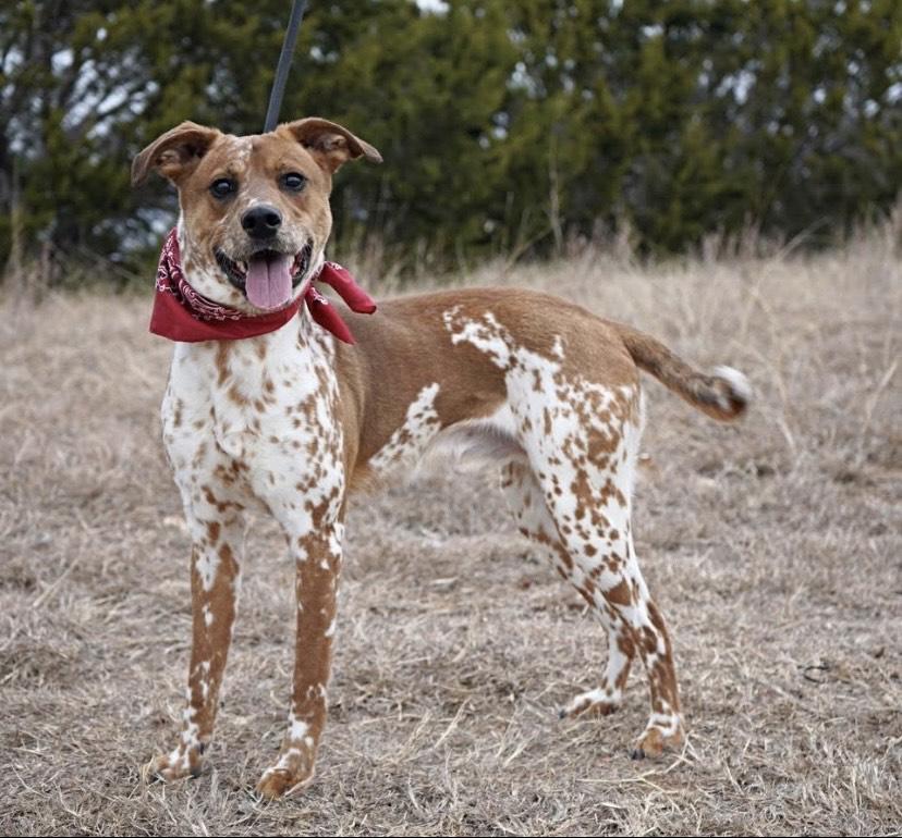 Otis