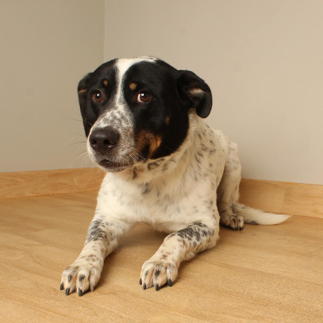 Enlarge Mars D70684, a Adoptable mixed breed in Minnetonka, MN image 1/5
