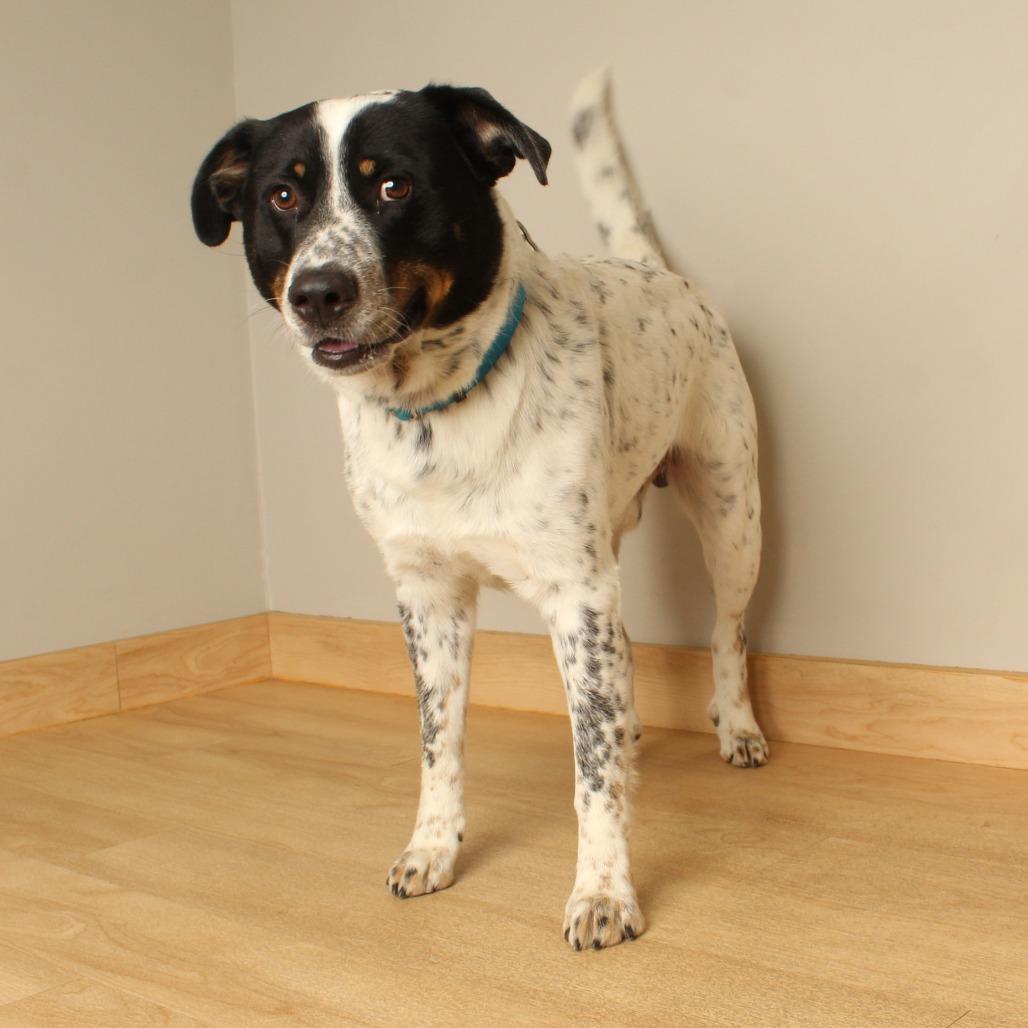 Enlarge Mars D70684, a Adoptable mixed breed in Minnetonka, MN image 2/5