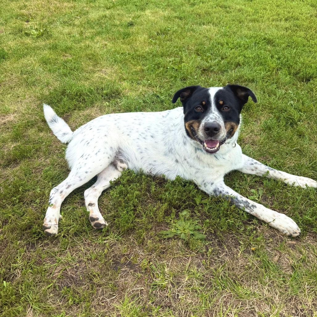 Enlarge Mars D70684, a Adoptable mixed breed in Minnetonka, MN image 3/5