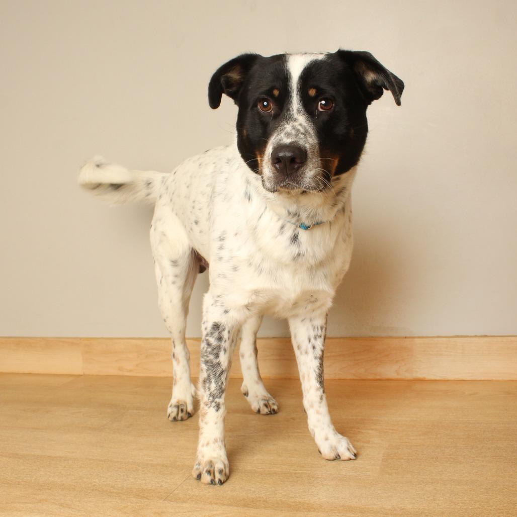Enlarge Mars D70684, a Adoptable mixed breed in Minnetonka, MN image 4/5