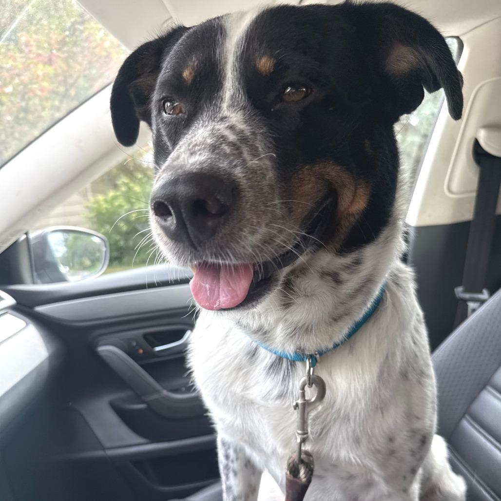 Enlarge Mars D70684, a Adoptable mixed breed in Minnetonka, MN image 5/5