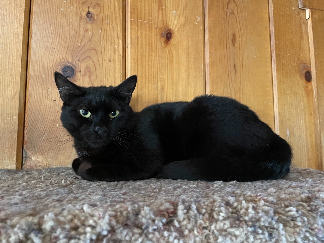 Dexy, Adoptable, Young Female Domestic Short Hair.