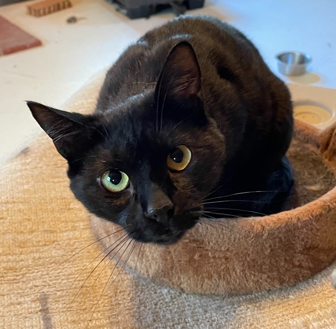 Dexy — thumbnail 2