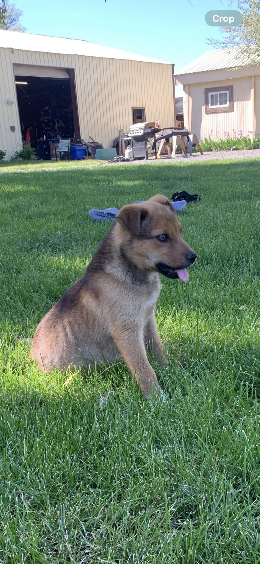 Darla, a Adoptable mixed breed in Selah, WA image 1/5