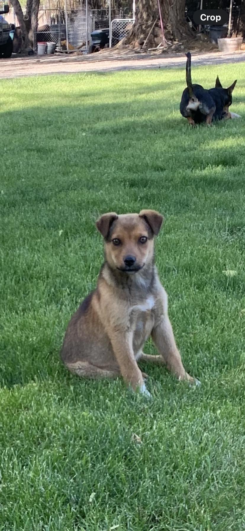 Darla, a Adoptable mixed breed in Selah, WA image 5/5