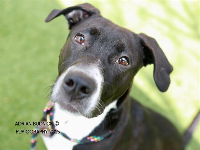 WHITNEY, Adoptable, Young Female Mixed Breed.