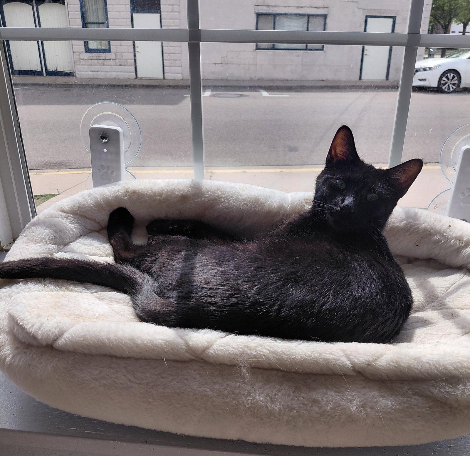 Eleanor, a Adopted Domestic Short Hair in Montello, WI image 1/3