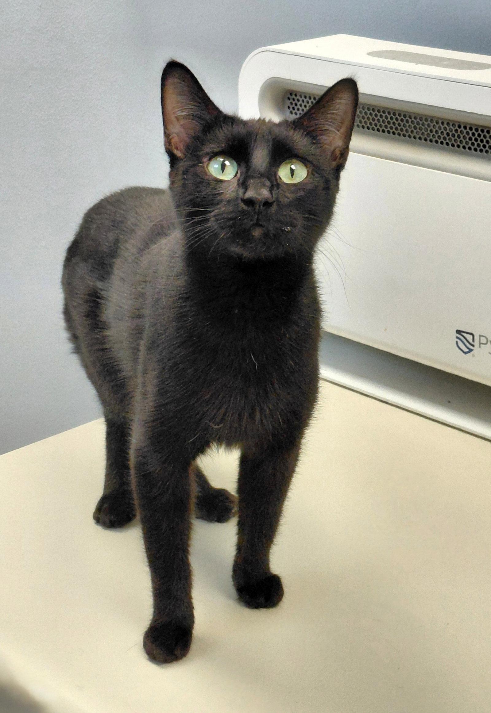Eleanor, a Adopted Domestic Short Hair in Montello, WI image 2/3