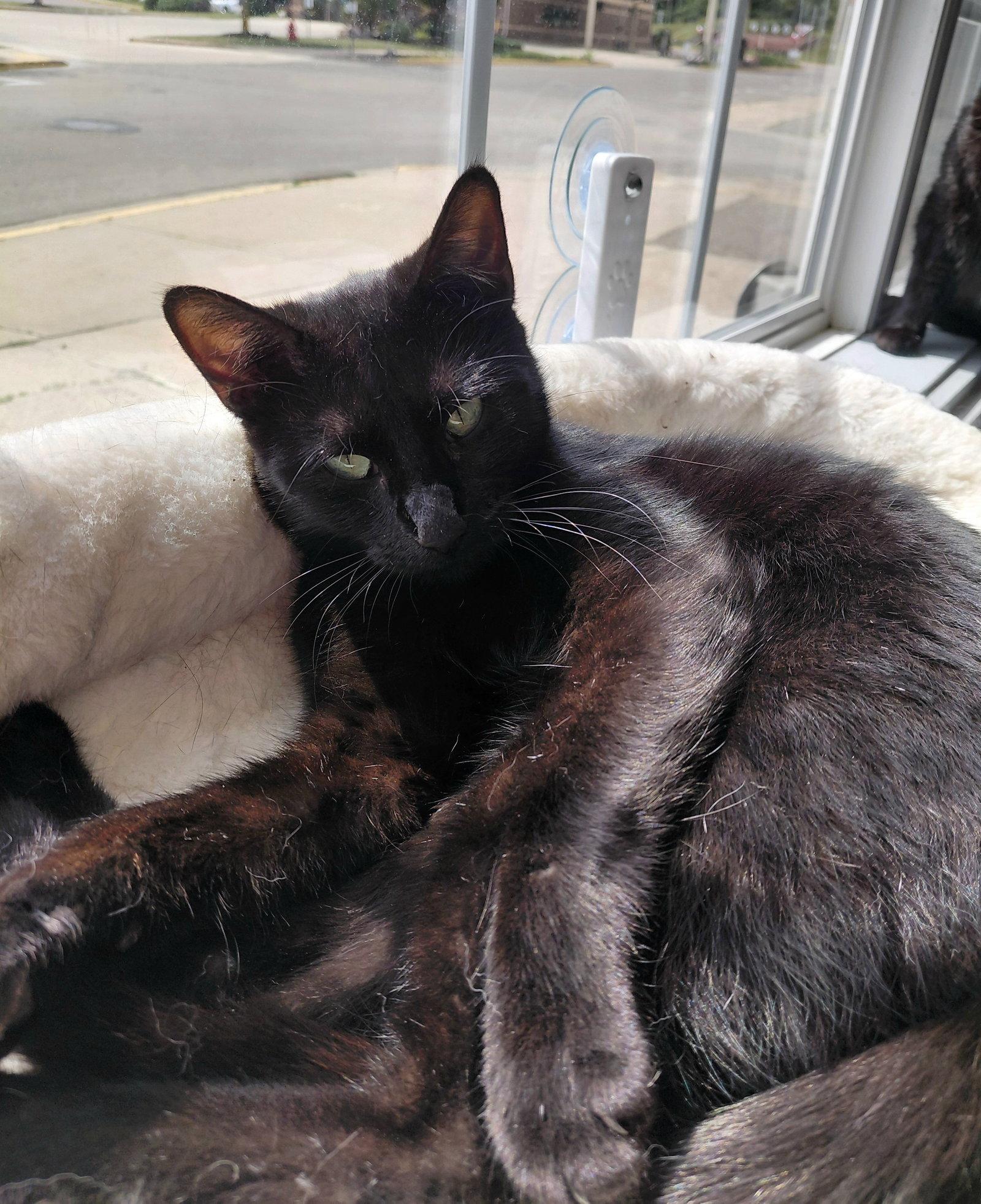 Eleanor, a Adopted Domestic Short Hair in Montello, WI image 3/3