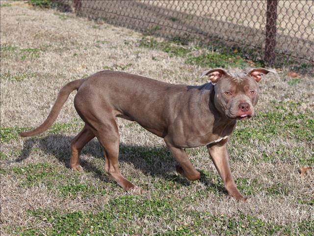 MEATBALL, Adoptable, Adult Male Pit Bull Terrier.