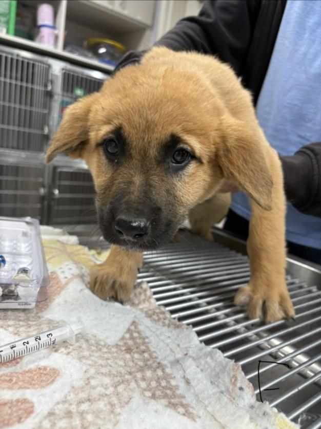 Enlarge OLIVE, a Adoptable mixed breed in Olivehurst, CA image 1/1