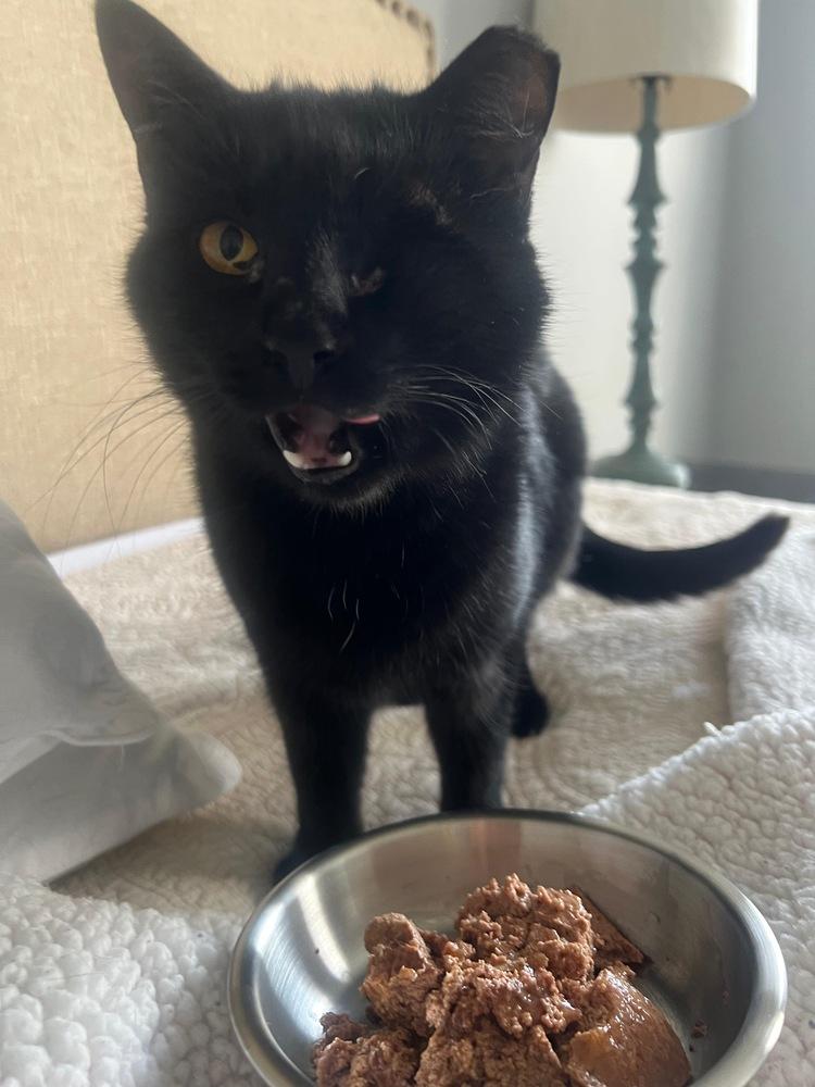 Freya (Delphia), Adoptable, Adult Female Domestic Short Hair.