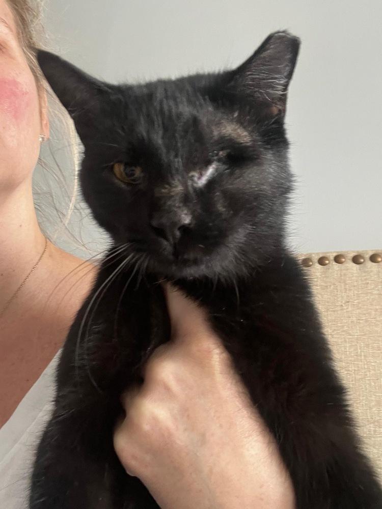 Freya (Delphia), Adoptable, Adult Female Domestic Short Hair.