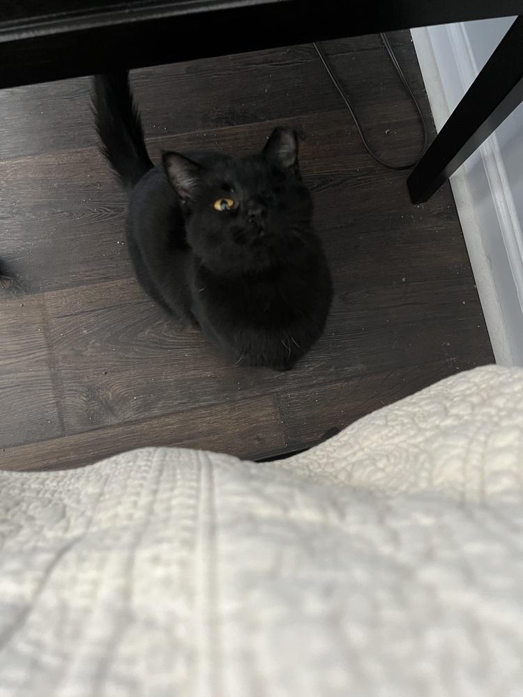 Enlarge Freya (Delphia), a Adoptable Domestic Short Hair in Lake Wylie, SC image 2/3