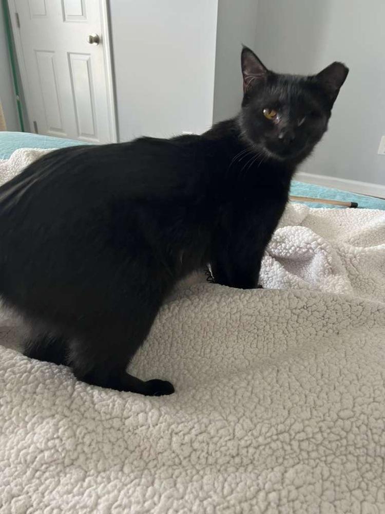 Enlarge Freya (Delphia), a Adoptable Domestic Short Hair in Lake Wylie, SC image 3/3