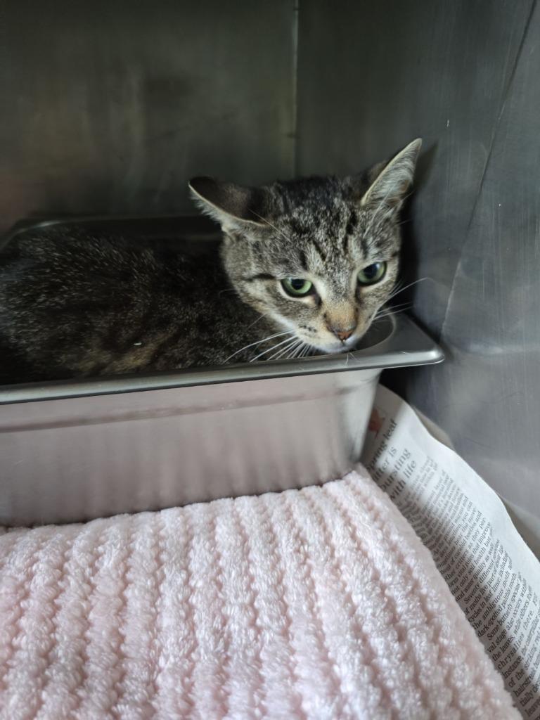 Sally, Adoptable, Young Female Domestic Short Hair.