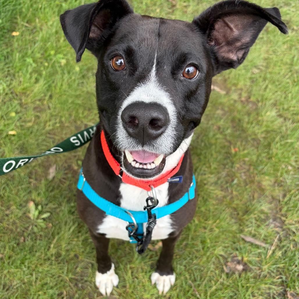 Mick, Adoptable, Adult Male Mixed Breed.
