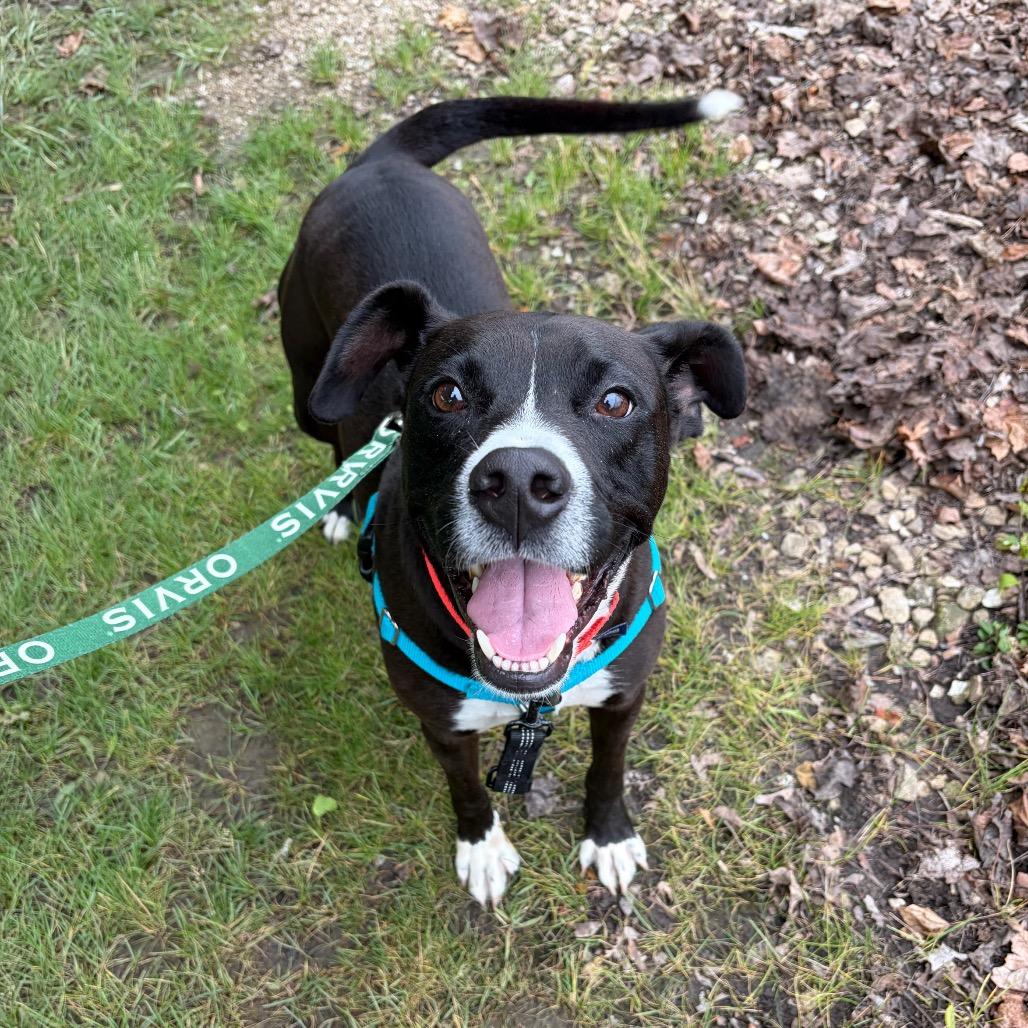 Enlarge Mick, a Adoptable Mixed Breed in Naperville, IL image 2/6