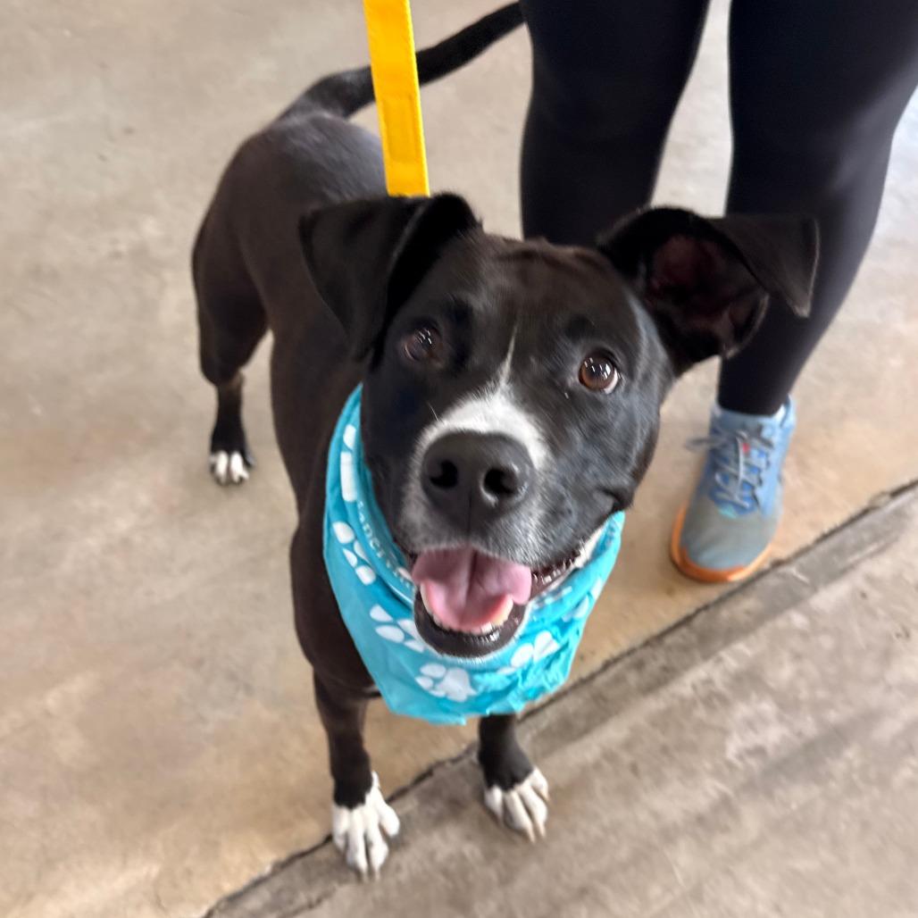 Enlarge Mick, a Adoptable Mixed Breed in Naperville, IL image 4/6