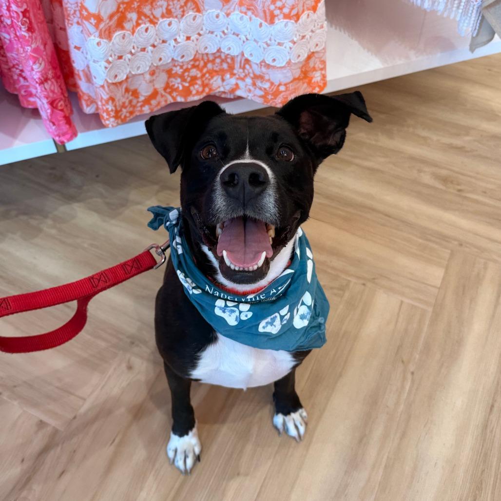 Enlarge Mick, a Adoptable Mixed Breed in Naperville, IL image 5/6