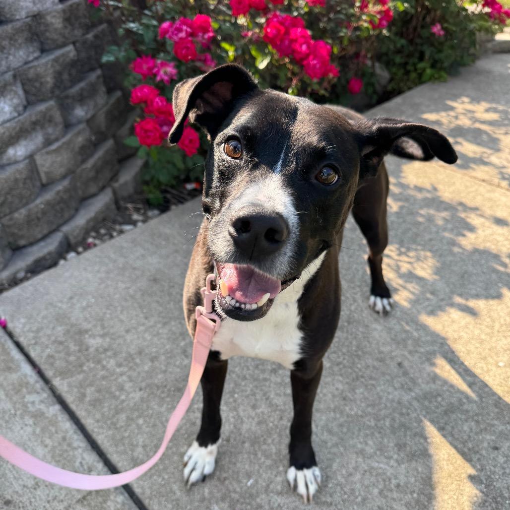 Enlarge Mick, a Adoptable Mixed Breed in Naperville, IL image 6/6
