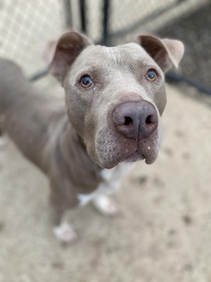 Gourmet, Adoptable, Adult Male Pit Bull Terrier & Mixed Breed.