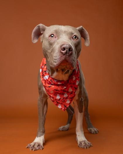 Gourmet, Adoptable, Adult Male Pit Bull Terrier & Mixed Breed.