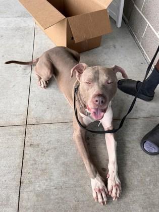 Enlarge Gourmet, a Adoptable mixed breed in Atlanta, GA image 3/3