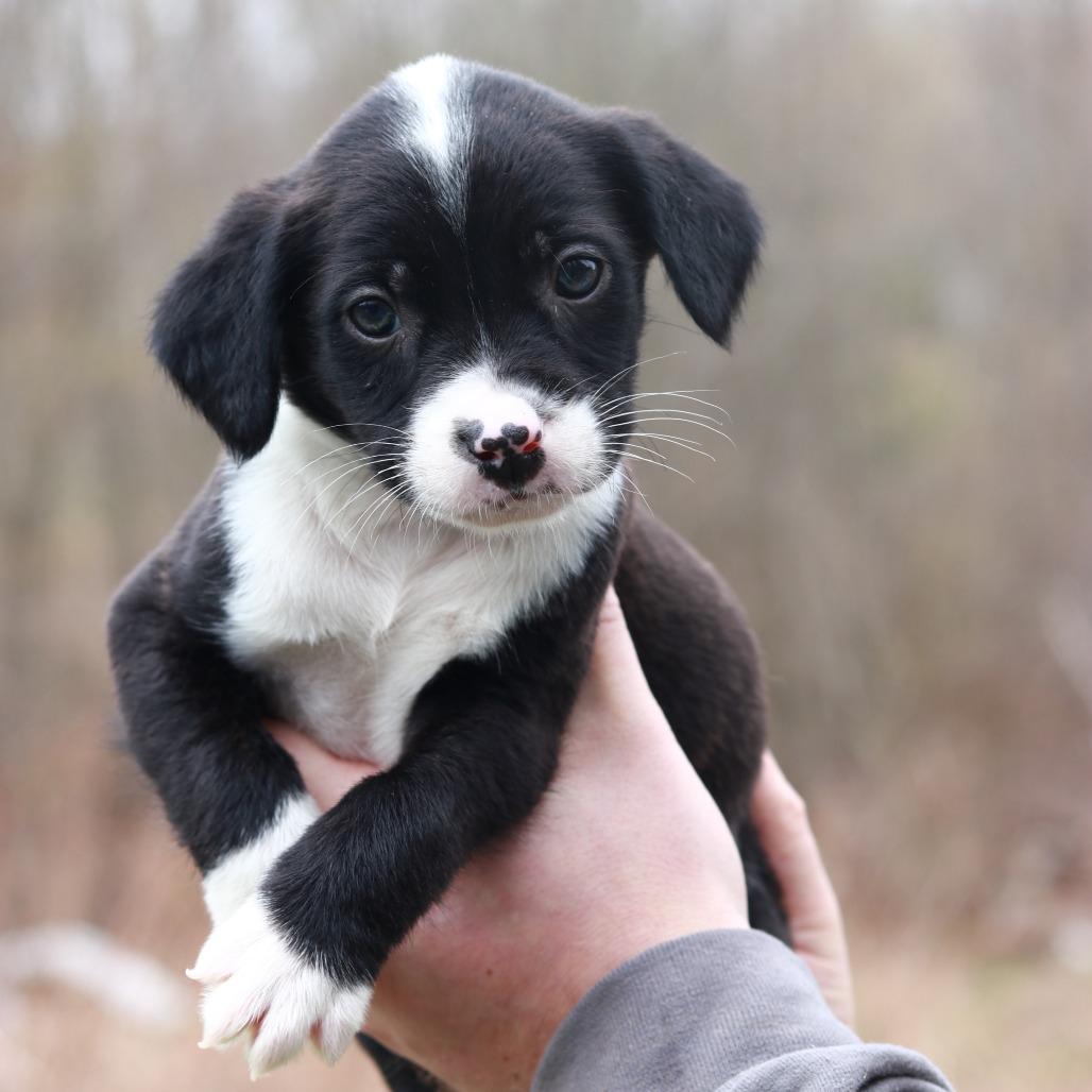 Enlarge CT Jaguar, a Adoptable mixed breed in Eastford, CT image 1/2