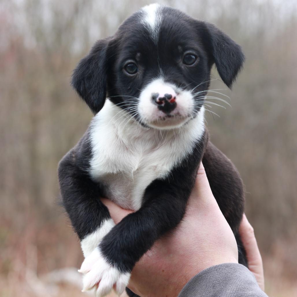 Enlarge CT Jaguar, a Adoptable mixed breed in Eastford, CT image 2/2