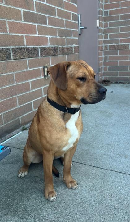 Rudy — thumbnail 3