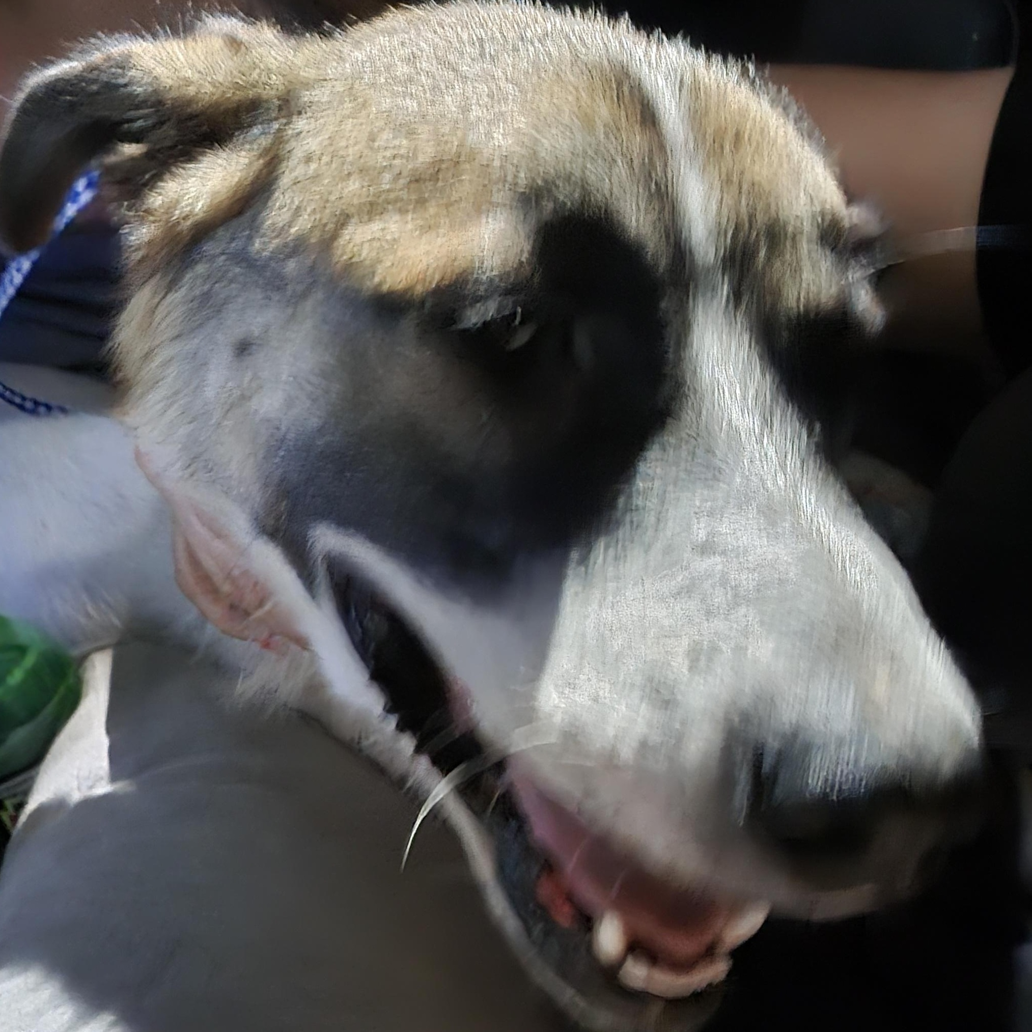 MISS COCONUT, a Adoptable mixed breed in Athens, AL image 3/3