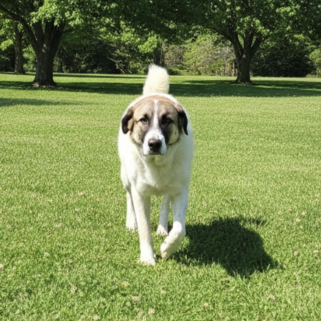 MISS COCONUT, a Adoptable mixed breed in Athens, AL image 2/3