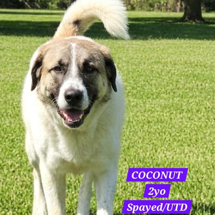 MISS COCONUT, Adoptable, Young Female Labrador Retriever.