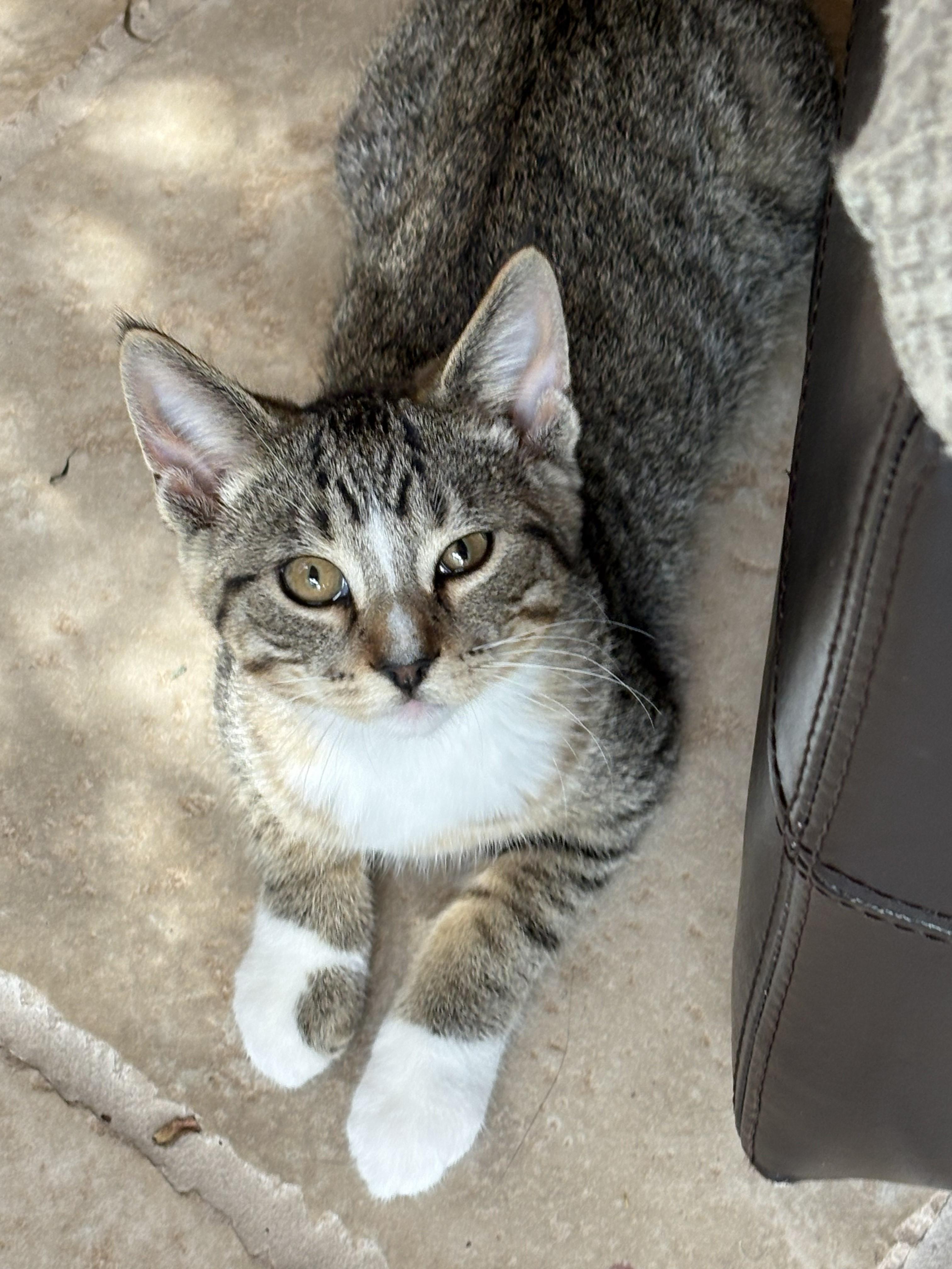Enlarge Tippy, a Adoptable Domestic Short Hair in Farmington, MN image 3/4