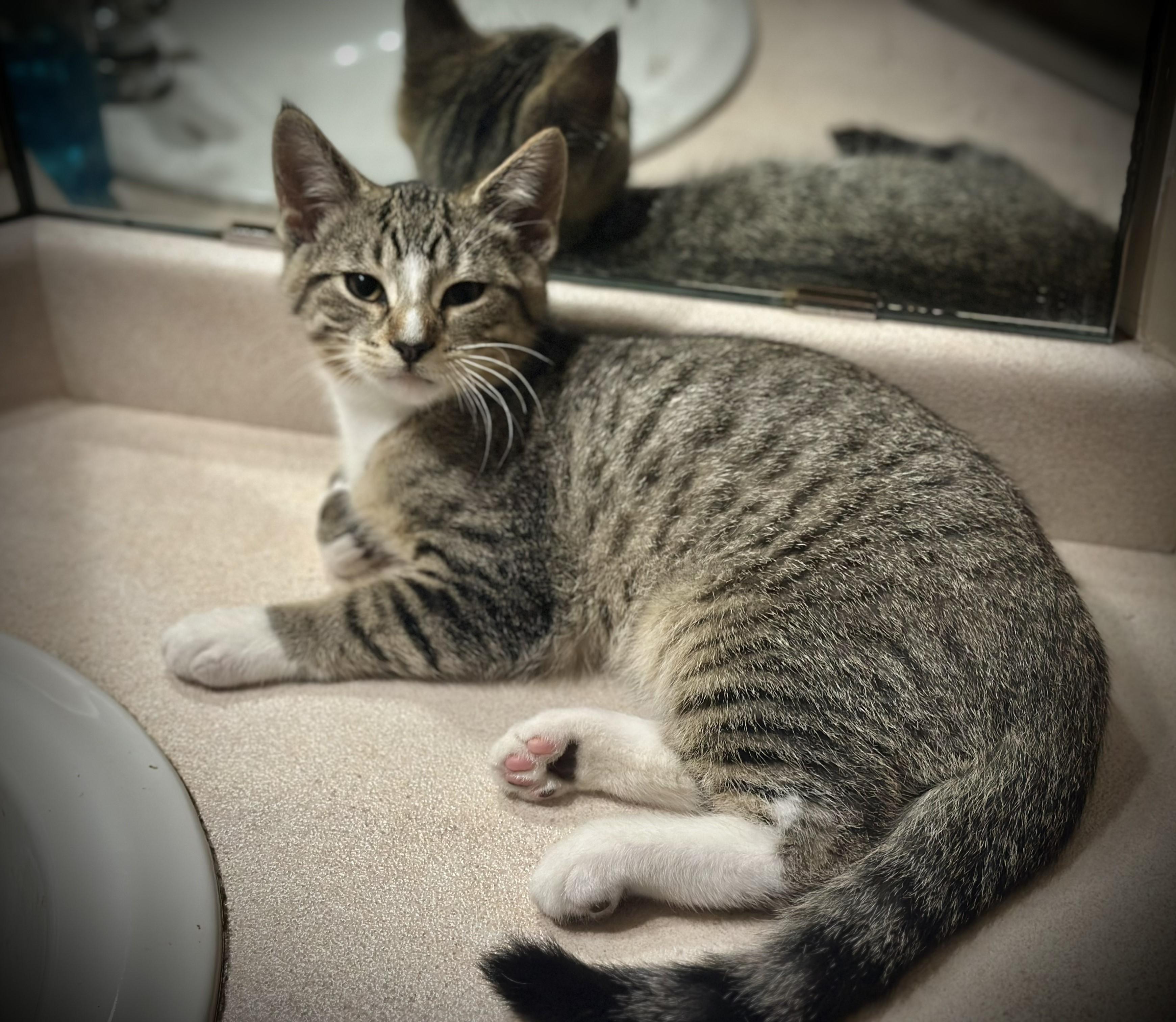 Enlarge Tippy, a Adoptable Domestic Short Hair in Farmington, MN image 1/4