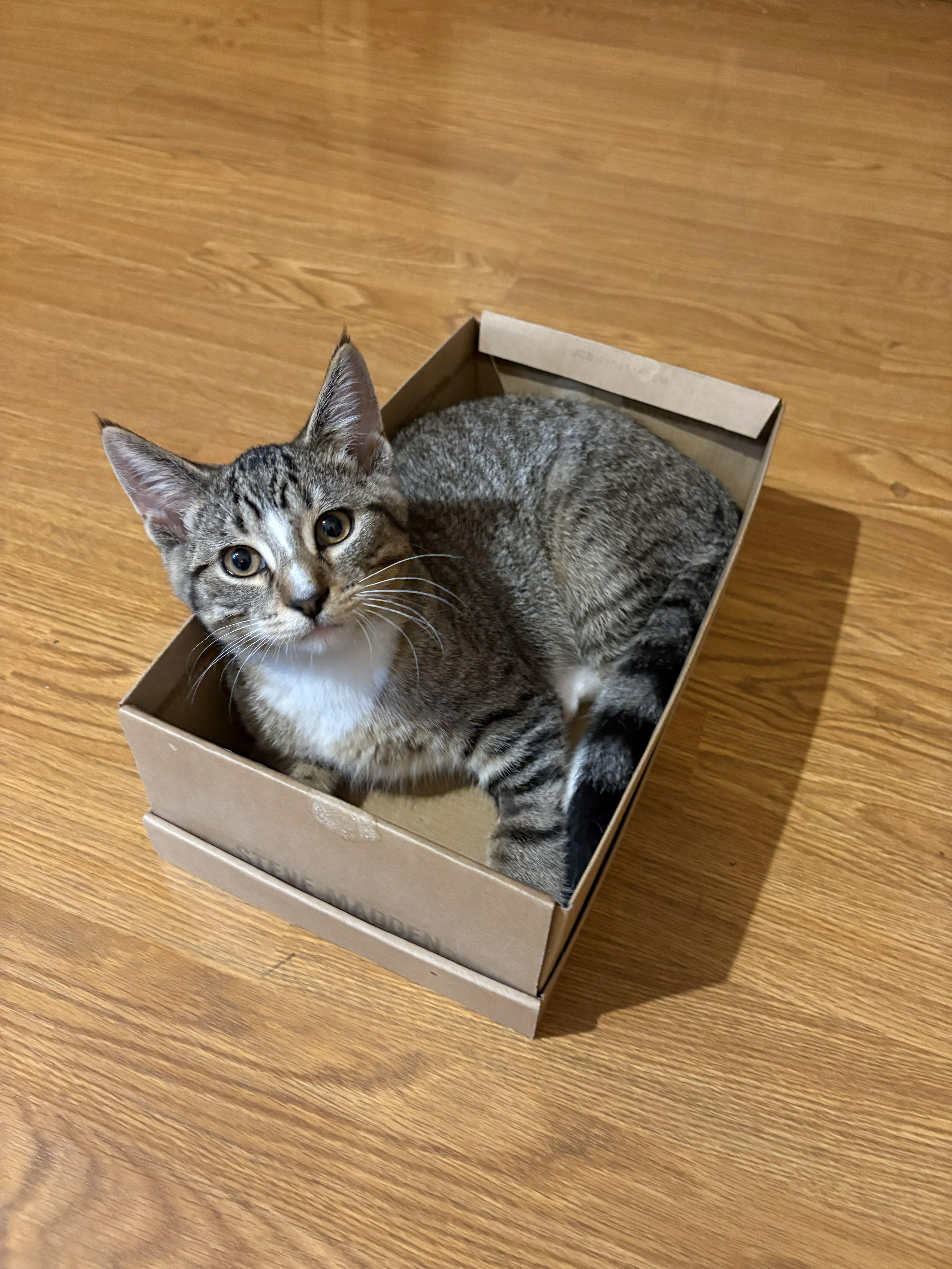 Enlarge Tippy, a Adoptable Domestic Short Hair in Farmington, MN image 2/4