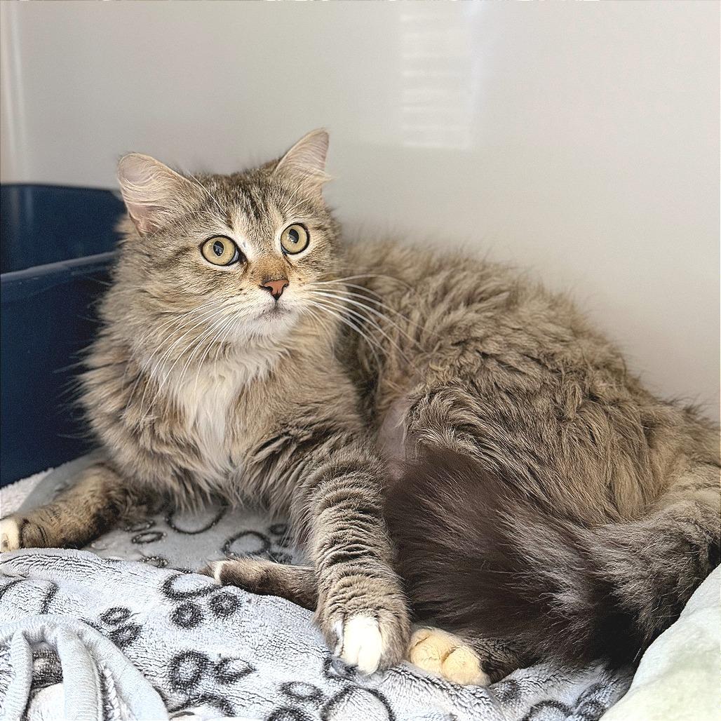 Rebecca Welton, a Adoptable Domestic Long Hair in Greensboro, GA image 1/2