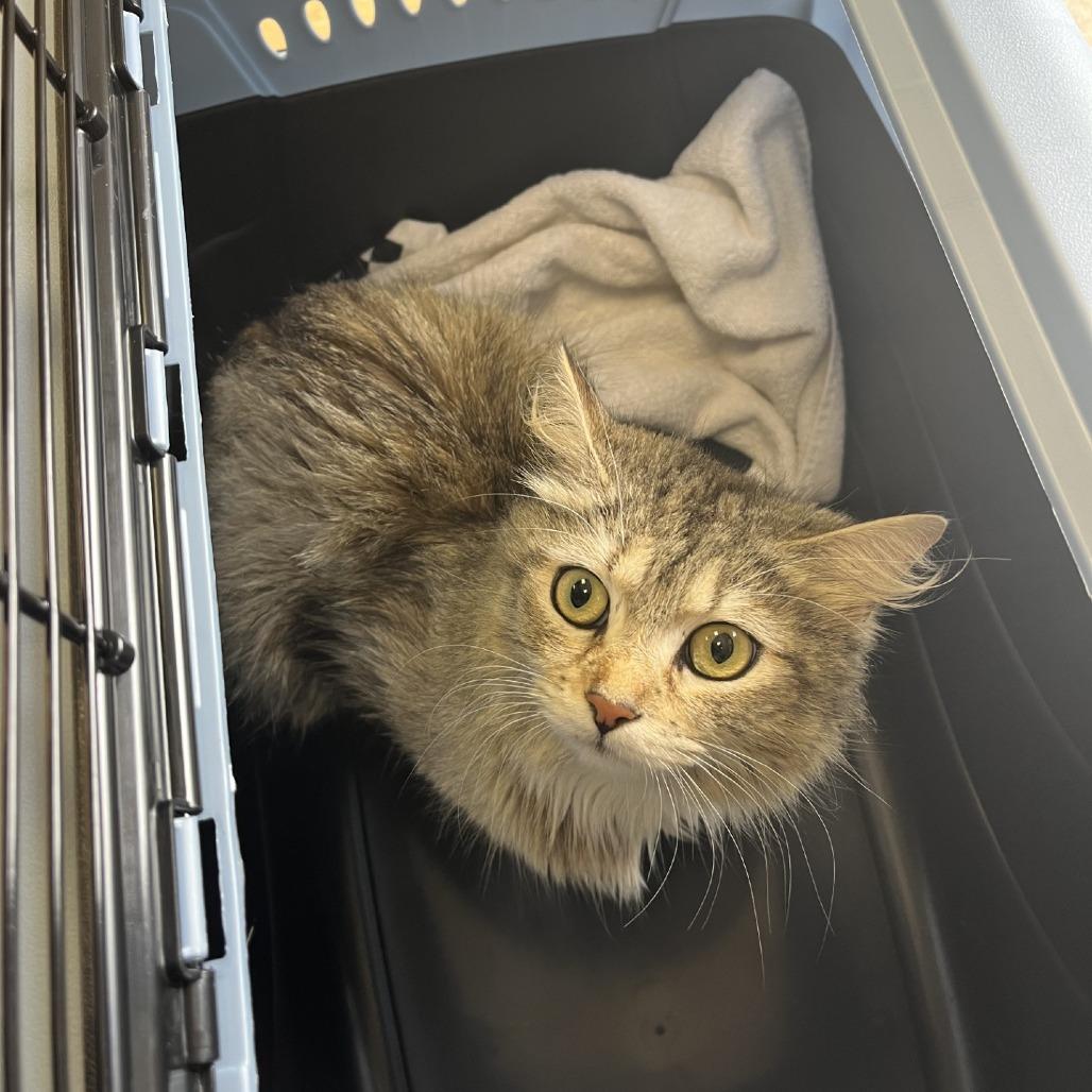 Rebecca Welton, a Adoptable Domestic Long Hair in Greensboro, GA image 2/2