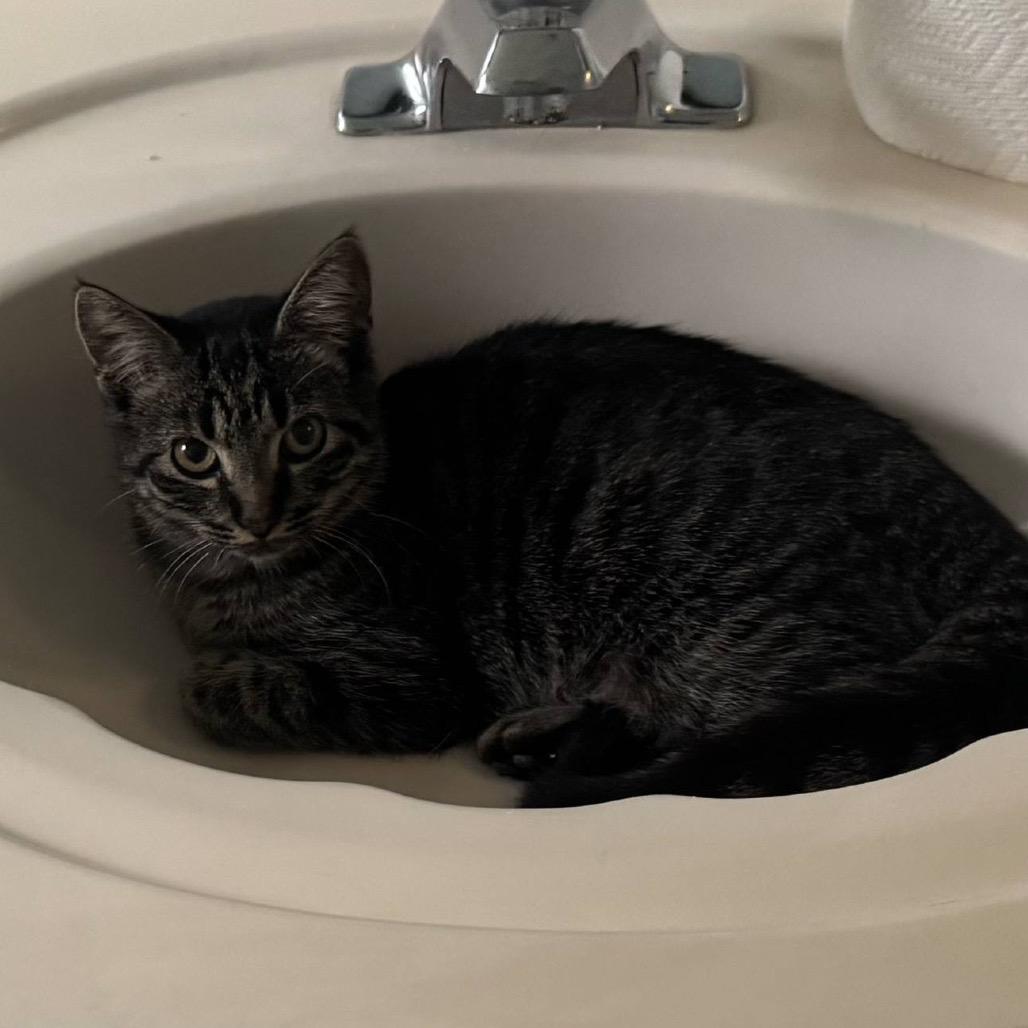 Enlarge Yelena, a Adoptable Domestic Short Hair in Ponte Vedra Beach, FL image 1/3