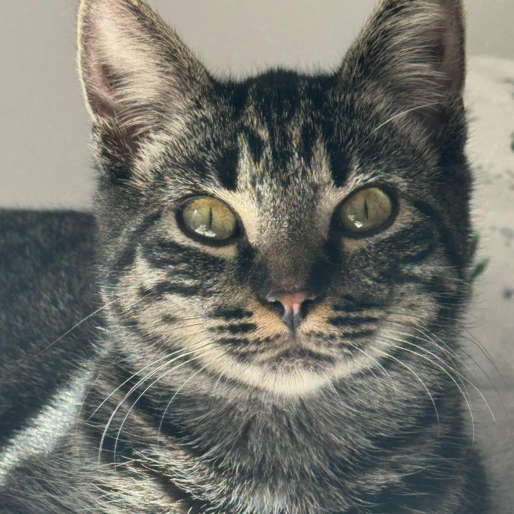 Enlarge Yelena, a Adoptable Domestic Short Hair in Ponte Vedra Beach, FL image 2/3